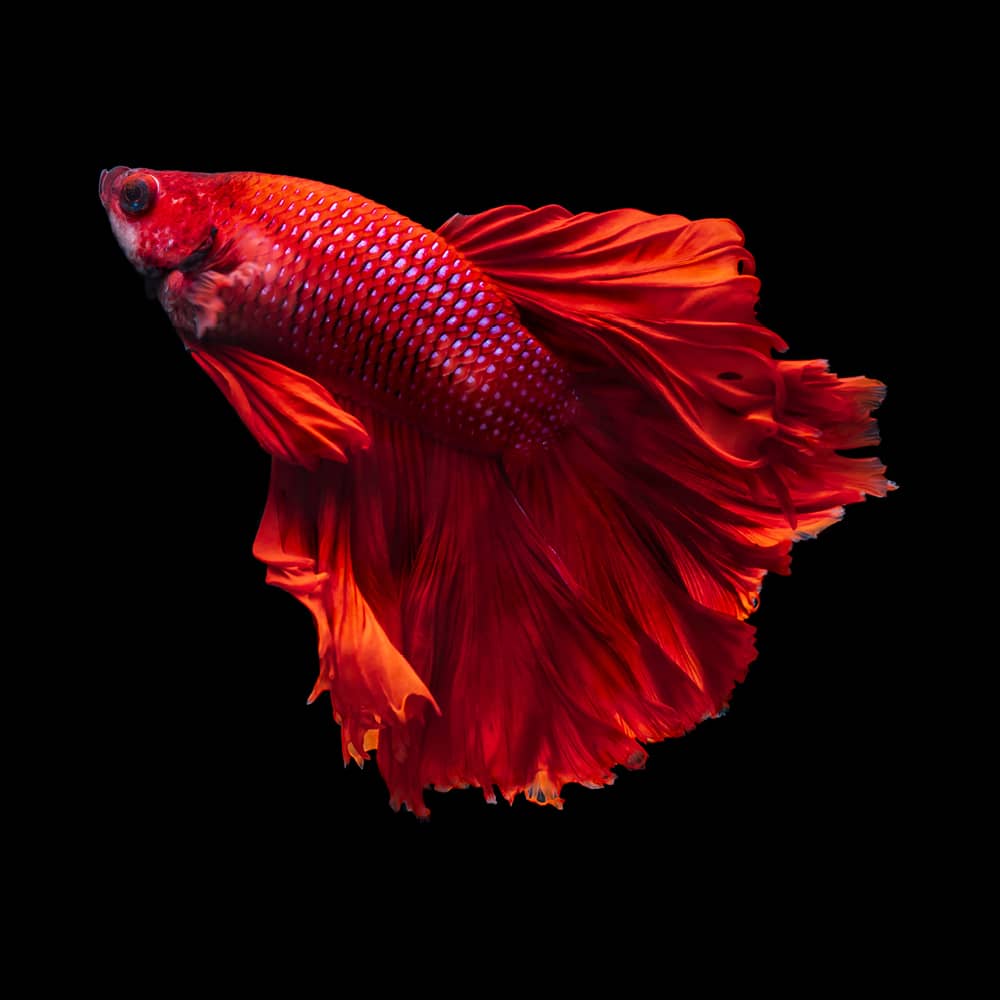 Poisson rouge, combattant… Découvrez quel poisson est fait pour vous
